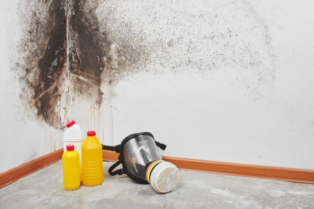 Best Local Mold Removal Service  in Humboldt, KS