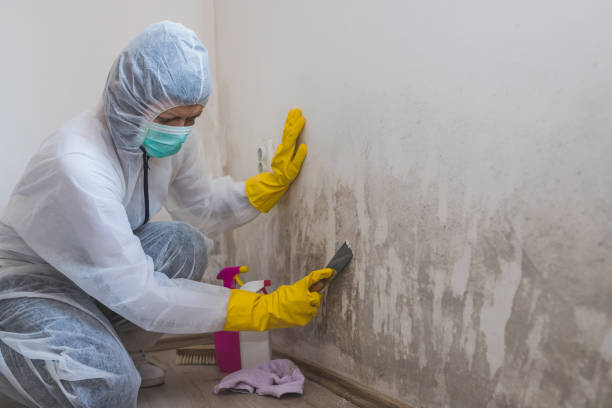 Best Office Mold Removal Services  in Humboldt, KS