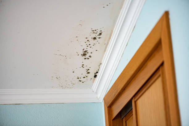 Best Mold Damage Repair  in Humboldt, KS