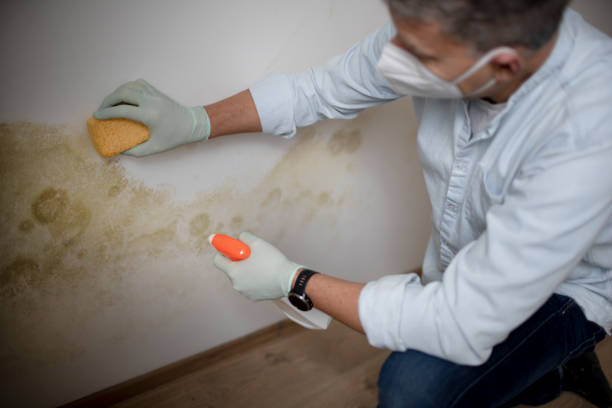 Best Commercial Mold Removal  in Humboldt, KS
