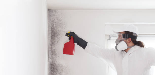 Best Certified Mold Removal  in Humboldt, KS