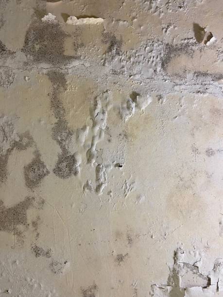 Mold Removal Process in Humboldt, KS
