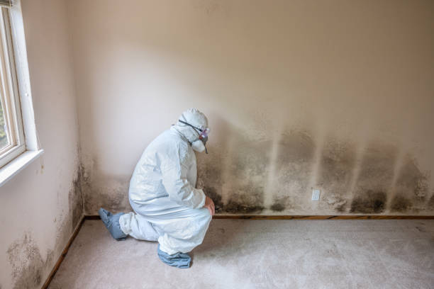 Best Local Mold Removal Service  in Humboldt, KS