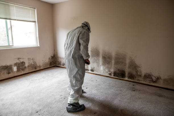 Best Best Mold Removal Companies  in Humboldt, KS