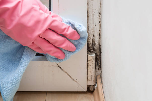 Certified Mold Removal in Humboldt, KS